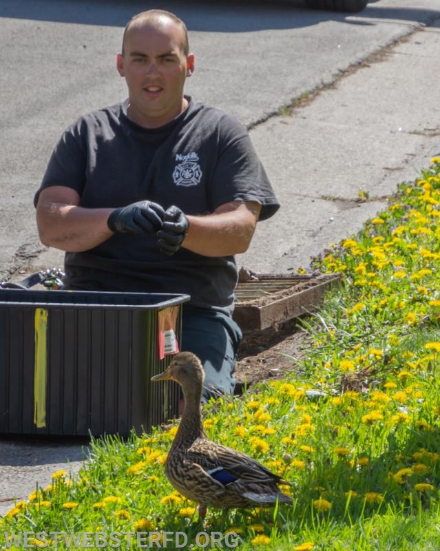 5-'18: Ducklings stuck in storm drain