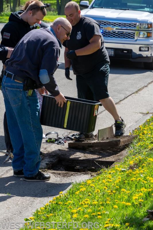 5-'18: Ducklings stuck in storm drain