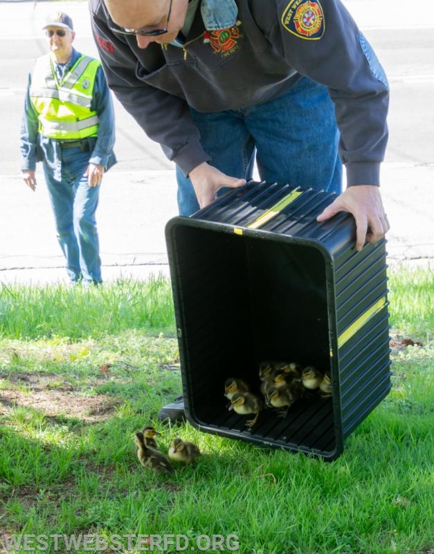 5-'18: Ducklings stuck in storm drain