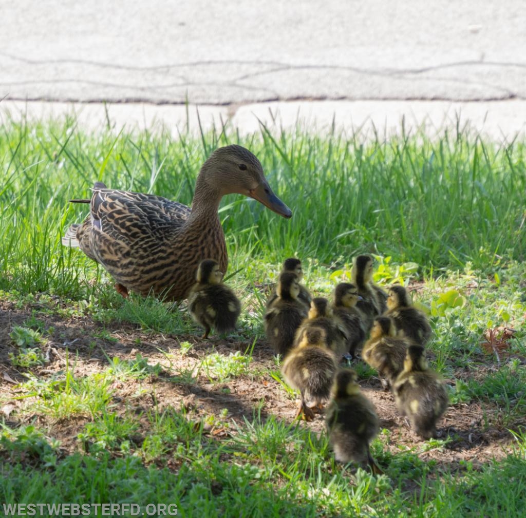 5-'18: Ducklings stuck in storm drain